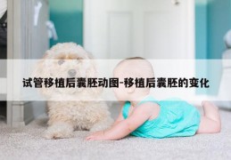 试管移植后囊胚动图-移植后囊胚的变化