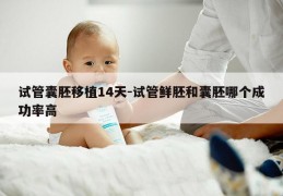 试管囊胚移植14天-试管鲜胚和囊胚哪个成功率高